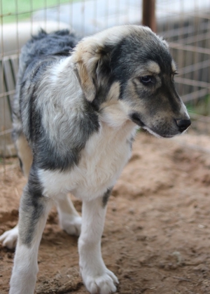 Piangi, geb. ca. 10/2021, in GRIECHENLAND, auf Gelände, auf dem Hunde notdürftig versorgt werden Bild 3