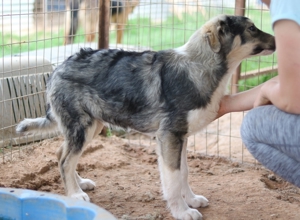 Piangi, geb. ca. 10/2021, in GRIECHENLAND, auf Gelände, auf dem Hunde notdürftig versorgt werden Bild 5