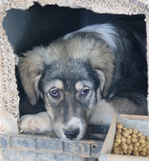 Piangi, geb. ca. 10/2021, in GRIECHENLAND, auf Gelände, auf dem Hunde notdürftig versorgt werden Bild 14