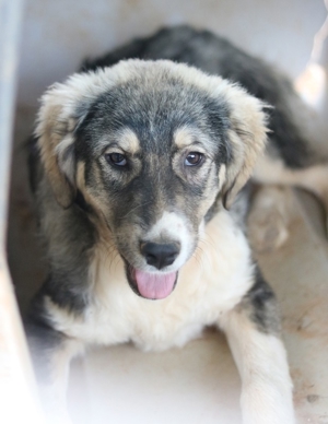 Piangi, geb. ca. 10/2021, in GRIECHENLAND, auf Gelände, auf dem Hunde notdürftig versorgt werden Bild 7
