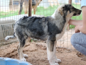 Piangi, geb. ca. 10/2021, in GRIECHENLAND, auf Gelände, auf dem Hunde notdürftig versorgt werden Bild 4