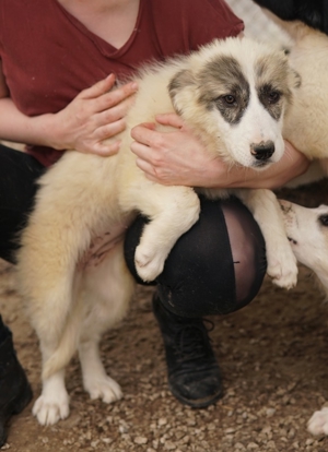 Gerda, geb. ca. 02/2023, lebt in GRIECHENLAND, im städt. Tierheim Serres Bild 21