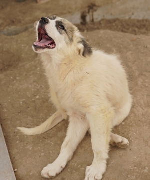 Gerda, geb. ca. 02/2023, lebt in GRIECHENLAND, im städt. Tierheim Serres Bild 5