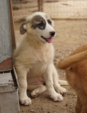 Gerda, geb. ca. 02/2023, lebt in GRIECHENLAND, im städt. Tierheim Serres Bild 9