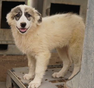 Gerda, geb. ca. 02/2023, lebt in GRIECHENLAND, im städt. Tierheim Serres Bild 24