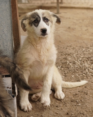 Gerda, geb. ca. 02/2023, lebt in GRIECHENLAND, im städt. Tierheim Serres Bild 17