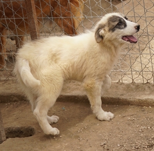 Gerda, geb. ca. 02/2023, lebt in GRIECHENLAND, im städt. Tierheim Serres Bild 8