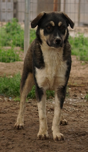 Susi, geb. ca. 09/2022, lebt in GRIECHENLAND, im städt. Tierheim Serres Bild 8