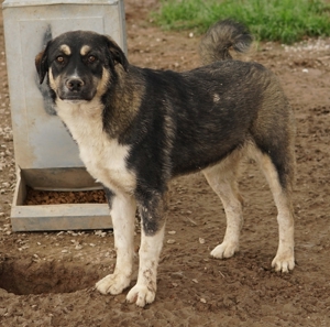 Susi, geb. ca. 09/2022, lebt in GRIECHENLAND, im städt. Tierheim Serres Bild 2