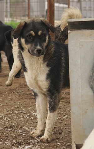 Susi, geb. ca. 09/2022, lebt in GRIECHENLAND, im städt. Tierheim Serres Bild 3