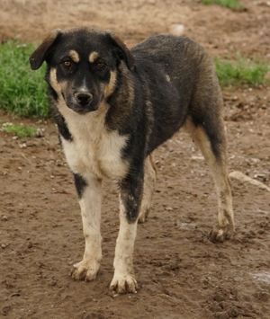Susi, geb. ca. 09/2022, lebt in GRIECHENLAND, im städt. Tierheim Serres Bild 10