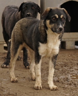 Susi, geb. ca. 09/2022, lebt in GRIECHENLAND, im städt. Tierheim Serres Bild 6