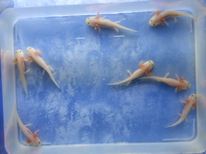 Axolotl Weißling BD Frei.  1.50- 2.00 Euro der Zentimeter. Nächster Versand am 25.04.2024 Bild 4