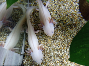 Axolotl Weißling BD Frei.  1.50- 2.00 Euro der Zentimeter. Nächster Versand am 25.04.2024 Bild 2