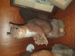 2 ausgestopfte Eichhörnchen aus Nachlass Bild 2