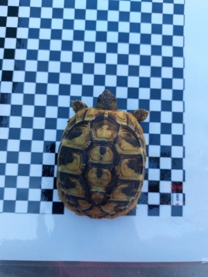 griechische landschildkröten Schildkröten Nachzuchten Bild 4