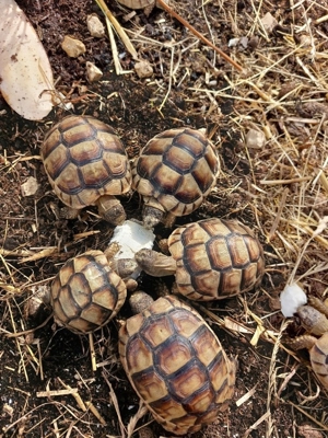 griechische landschildkröten Schildkröten Nachzuchten Bild 3