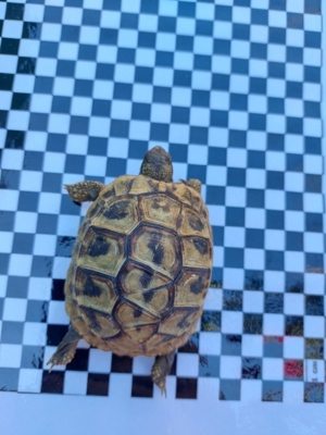 griechische landschildkröten Schildkröten Nachzuchten Bild 5