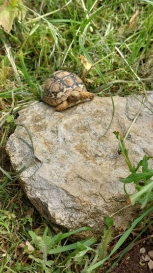 griechische landschildkröten Schildkröten Nachzuchten Bild 9