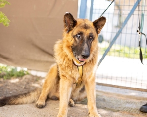 Bigby wünscht sich ein warmes Körbchen