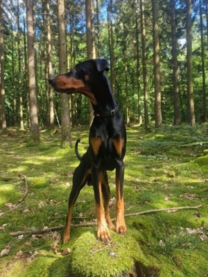 dobermann rüde 4 jahre unkastriert