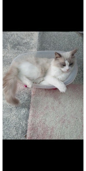 Ragdoll Deck Kater Bild 4