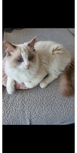 Ragdoll Deck Kater Bild 2