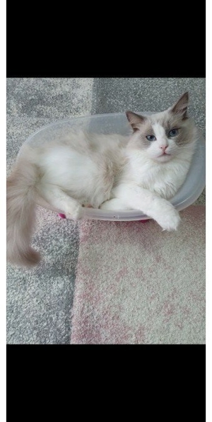 Ragdoll Deck Kater Bild 3