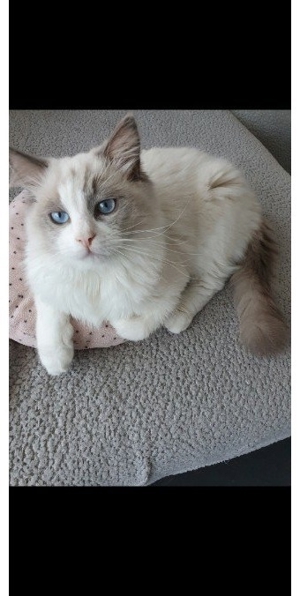 Ragdoll Deck Kater Bild 5