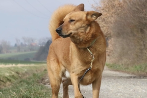Vouki   der gutmütige Schäferhund-Mix mit Herz und Charme Bild 6