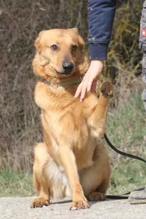 Vouki   der gutmütige Schäferhund-Mix mit Herz und Charme Bild 10