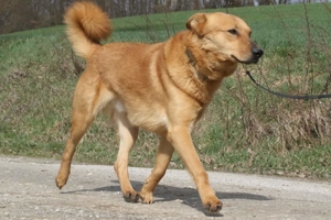 Vouki   der gutmütige Schäferhund-Mix mit Herz und Charme Bild 7