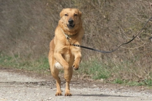 Vouki   der gutmütige Schäferhund-Mix mit Herz und Charme Bild 8