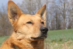 Vouki   der gutmütige Schäferhund-Mix mit Herz und Charme Bild 9