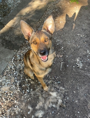 Maksim: Lebensfreude pur auf drei Beinen