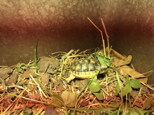Breitrandschildkröten Bild 2