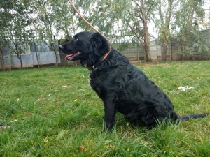 Rontu, ein schlaues Kerlchen Bild 7