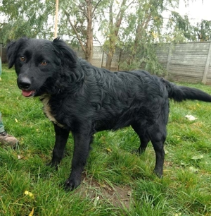 Rontu, ein schlaues Kerlchen Bild 6