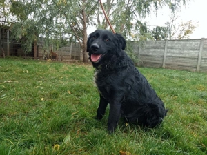 Rontu, ein schlaues Kerlchen Bild 4