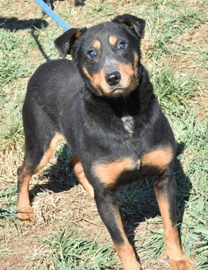 Scooby (Handicaphund) und Anna suchen eine Familie