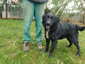 Rontu, ein schlaues Kerlchen Bild 5