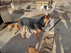 ZENO, scheuer Schäferhundmischling sucht Familie Bild 3