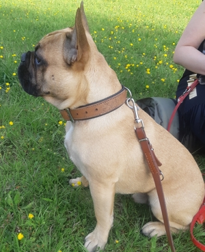 Französische Bulldogge Deckrüde(Kein verkauf) Bild 3