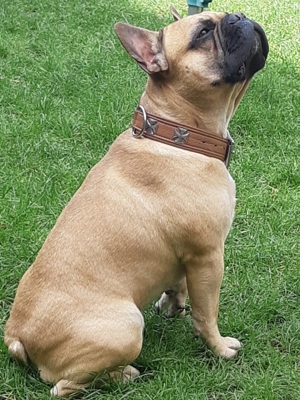 Französische Bulldogge Deckrüde(Kein verkauf) Bild 5