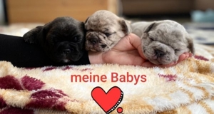 Französische Bulldogge Deckrüde(Kein verkauf) Bild 8