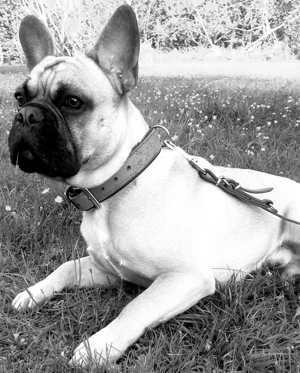 Französische Bulldogge Deckrüde(Kein verkauf) Bild 2