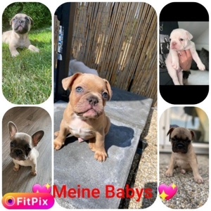 Französische Bulldogge Deckrüde(Kein verkauf) Bild 9