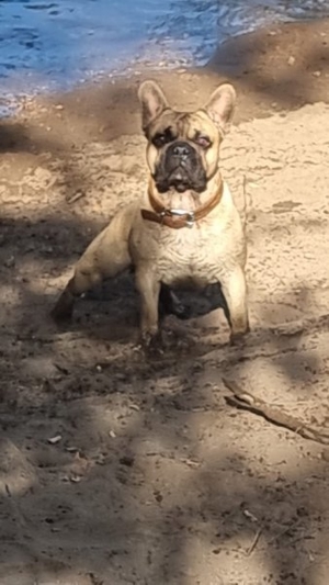 Französische Bulldogge Deckrüde(Kein verkauf)