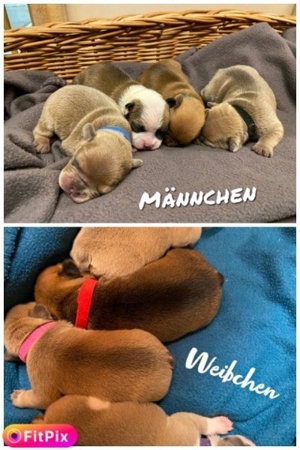 Französische Bulldogge Deckrüde(Kein verkauf) Bild 10