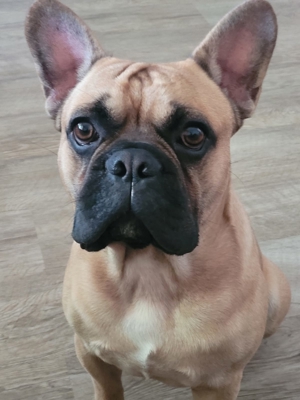 Französische Bulldogge Deckrüde(Kein verkauf) Bild 4